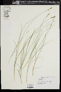 Carex retroflexa image