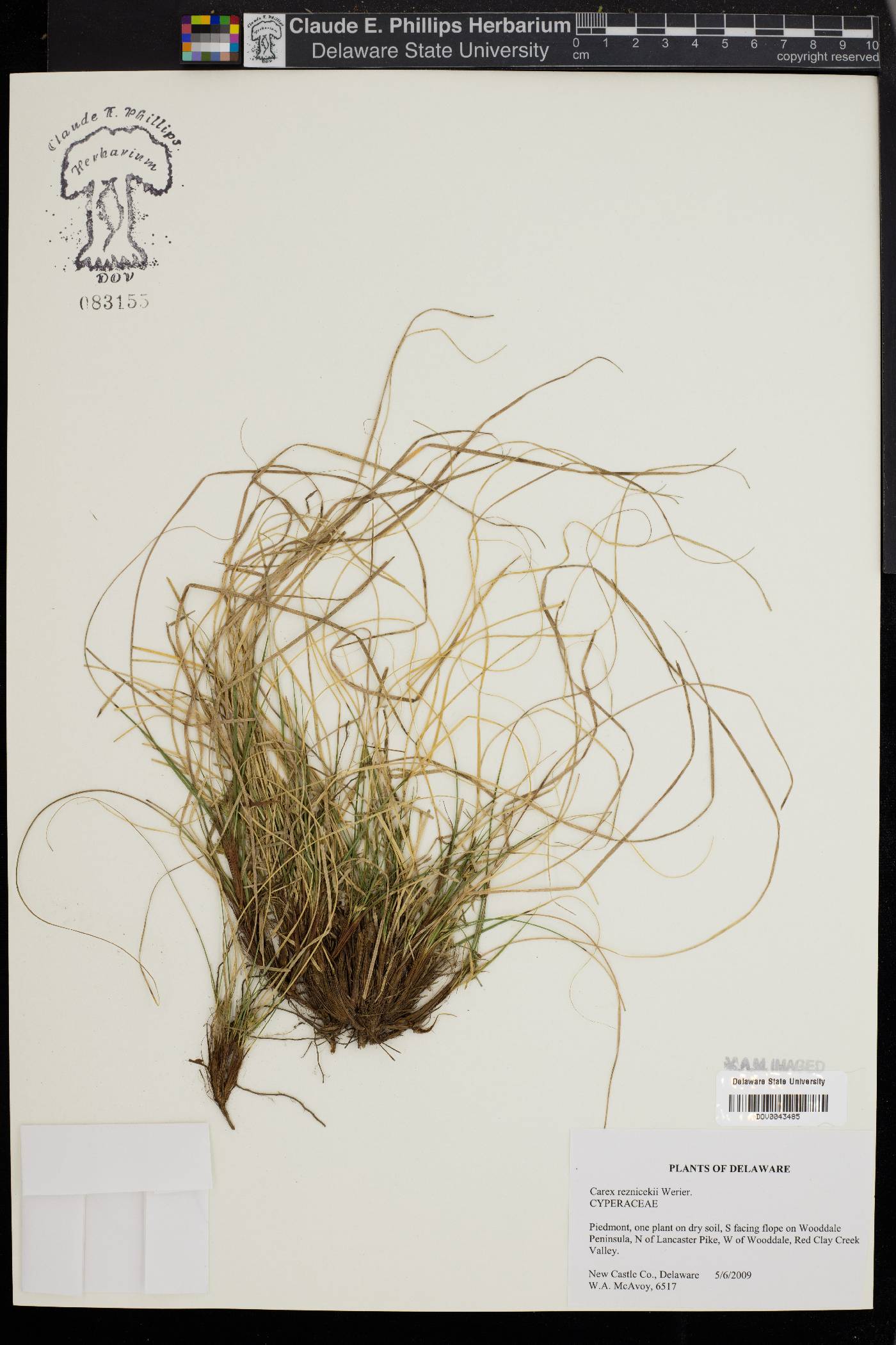 Carex reznicekii image