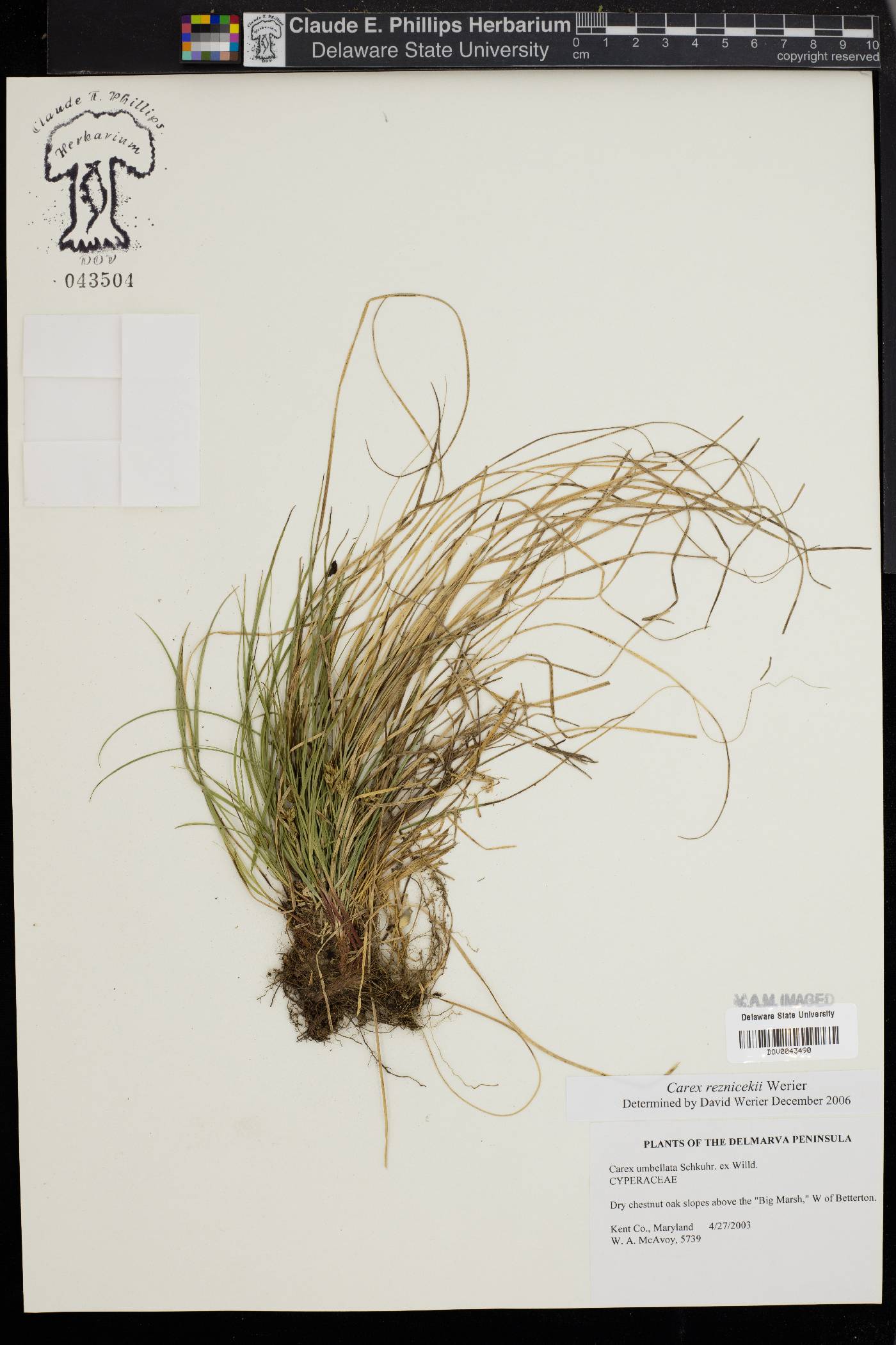 Carex reznicekii image