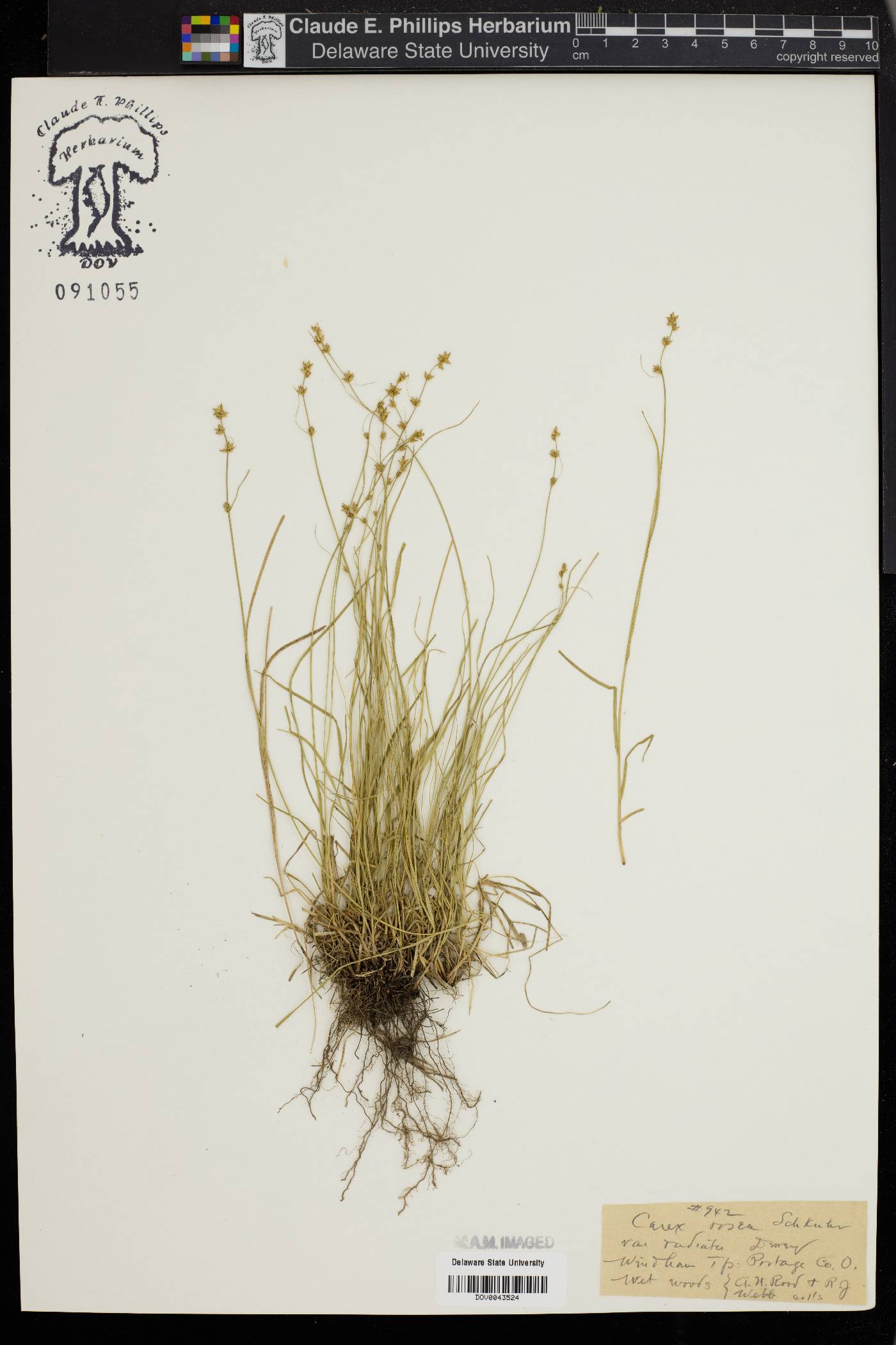 Carex rosea var. radiata image