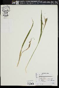 Carex scabrata image