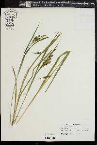 Carex scabrata image