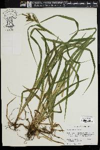 Carex scabrata image