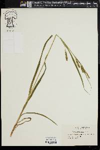 Carex scabrata image