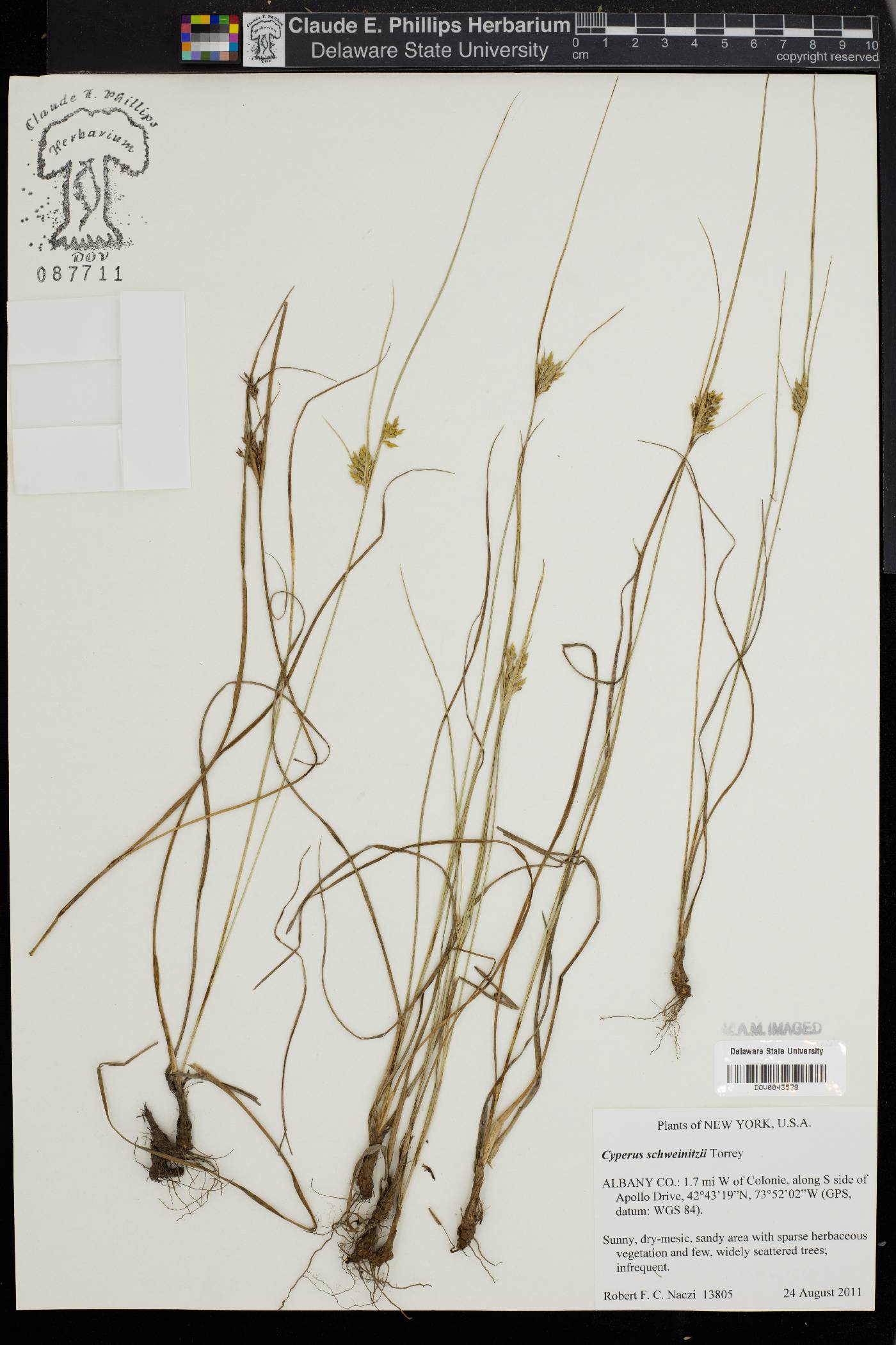 Carex schweinitzii image