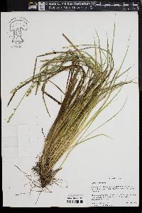 Carex seorsa image