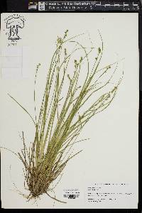 Carex seorsa image