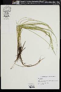 Carex seorsa image