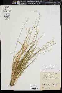 Carex seorsa image