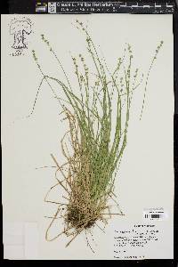 Carex seorsa image