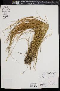 Carex seorsa image