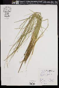 Carex seorsa image