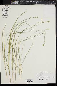 Carex seorsa image