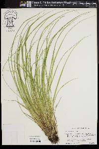 Carex seorsa image