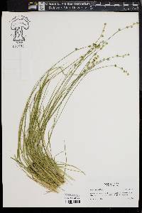 Carex seorsa image