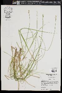 Carex seorsa image