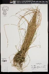 Carex seorsa image