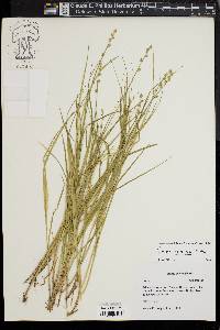 Carex seorsa image