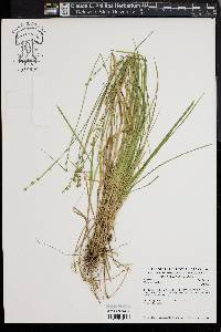 Carex seorsa image