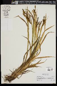 Carex shortiana image