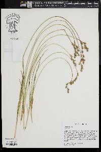 Carex silicea image