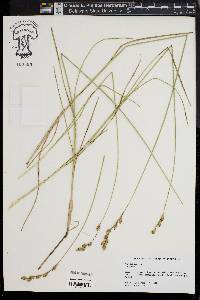 Carex silicea image