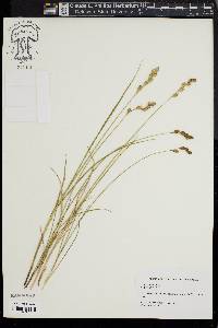 Carex silicea image