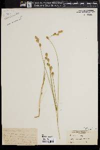 Carex silicea image