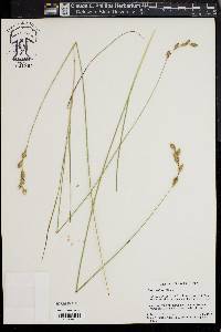 Carex silicea image