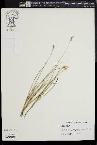 Carex silicea image