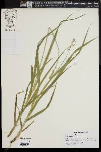 Carex sparganioides image