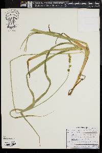 Carex sparganioides image