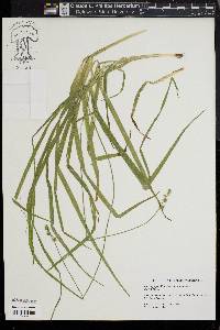 Carex sparganioides image