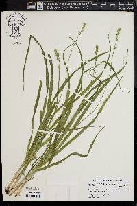 Carex sparganioides image