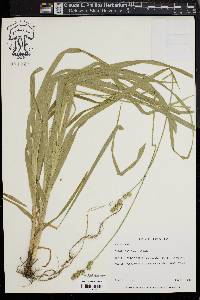 Carex sparganioides image