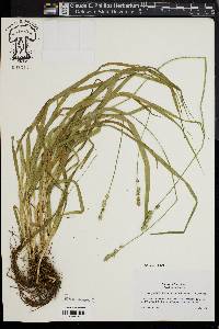 Carex sparganioides image