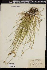 Carex spicata image