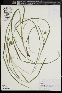 Carex squarrosa image