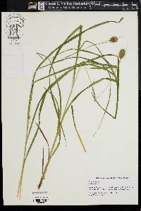 Carex squarrosa image