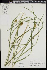 Carex squarrosa image