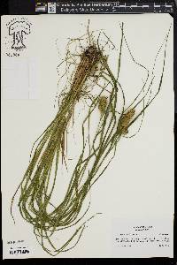 Carex squarrosa image