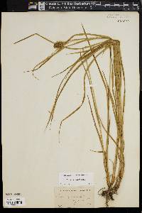 Carex squarrosa image