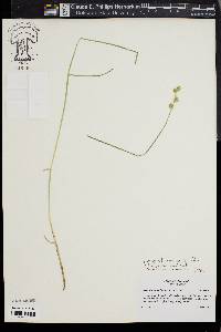 Carex straminea image