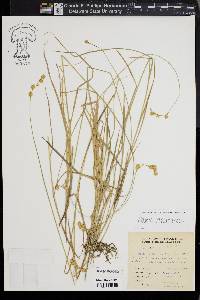 Carex straminea image