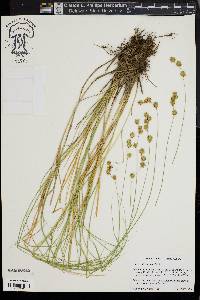 Carex straminea image