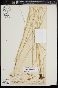 Carex straminea image