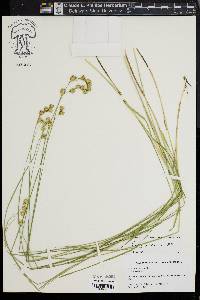 Carex straminea image