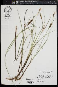 Carex striata image