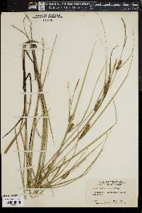 Carex striata image