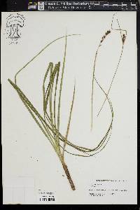 Carex striata image